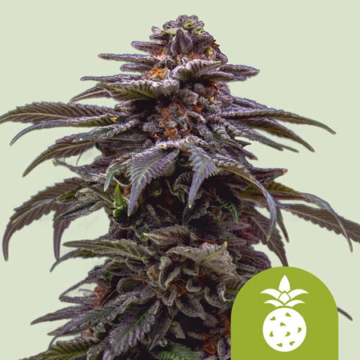 Auto Tropicana Cookies Purple fem. Royal Queen