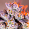 Auto Tropicanna Poison XL fem. Sweet Seeds