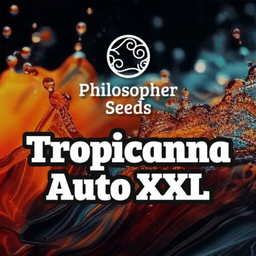 Auto Tropicanna XXL 3 u fem  Philosopher