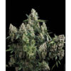 Auto Tutankhamon fem. Pyramid Seeds
