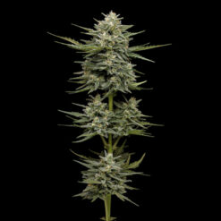 Auto Vanilla Latte 3 u. fem Humbold Seeds Company