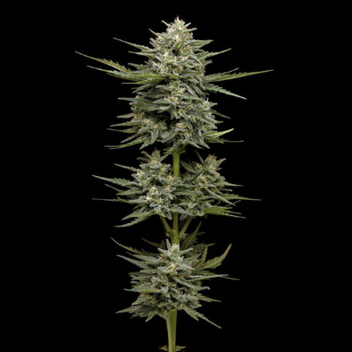 Auto Vanilla Latte 5 u. fem Humbold Seeds Company