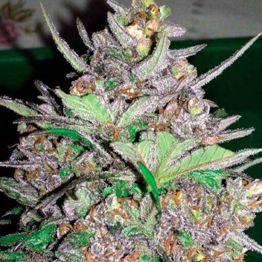 Auto Violet Kush fem. Garden of Green Seeds