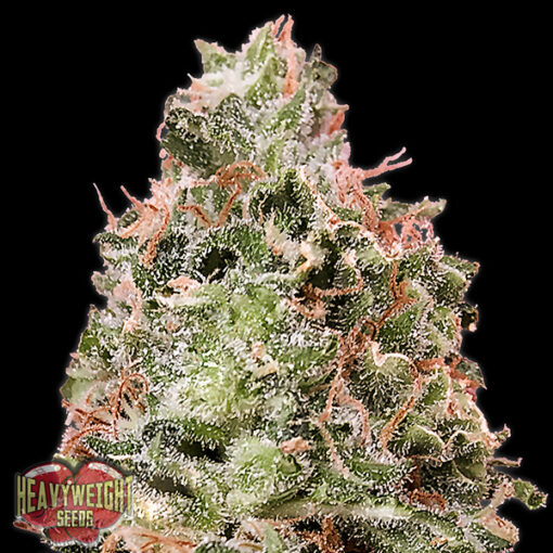 Auto Waist Deep fem. Heavyweight Seeds