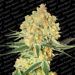 Auto Wappa fem. Paradise Seeds