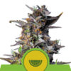 Auto Watermelon fem. Royal Queen
