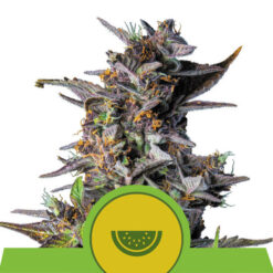 Auto Watermelon fem. Royal Queen