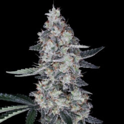 Auto Watermelon Man fem. DNA Genetics