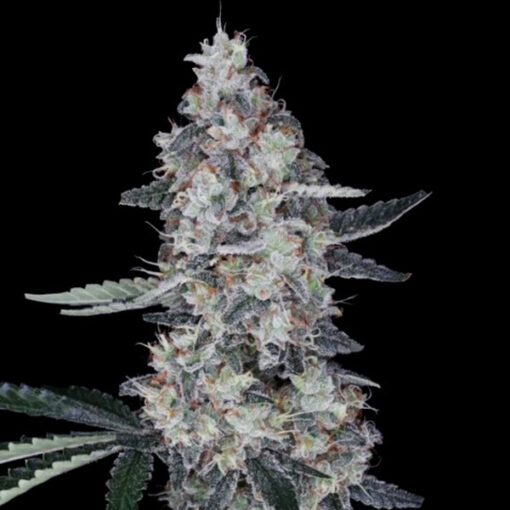 Auto Watermelon Man fem. DNA Genetics