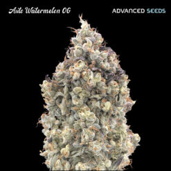 Auto Watermelon Og fem. Advanced Seeds