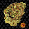 Auto Watermelon Zkittlez fem. Barney's