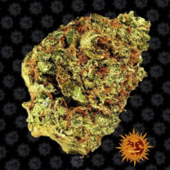Auto Watermelon Zkittlez fem. Barney's