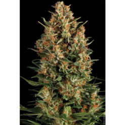 Auto Wembley fem. Pyramid Seeds