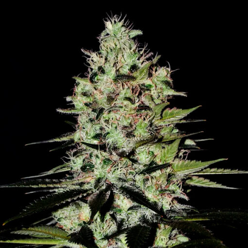 Auto Wernard fem. Positronics Seeds