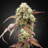 Auto West Coast Og x Auto Gelato 41 fem. Green House
