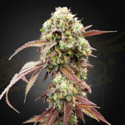 Auto West Coast Og x Auto Gelato 41 fem. Green House