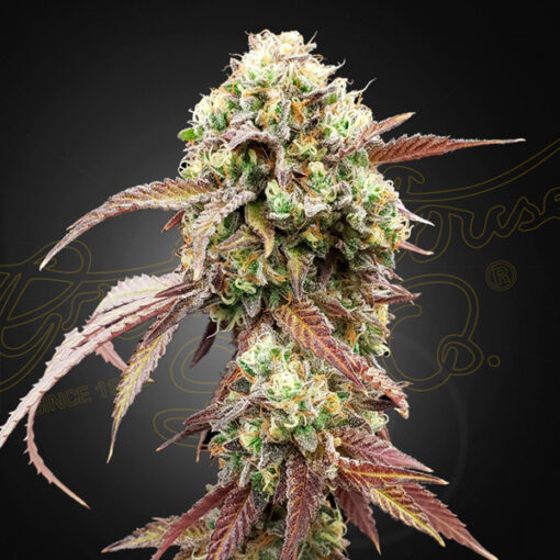 Auto West Coast Og x Auto Gelato 41 fem. Green House