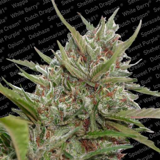 Auto White Berry fem. Paradise Seeds