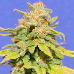Auto White Crystal Meth fem. Original Sensible