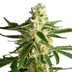 Auto White Diesel Haze fem. White Label