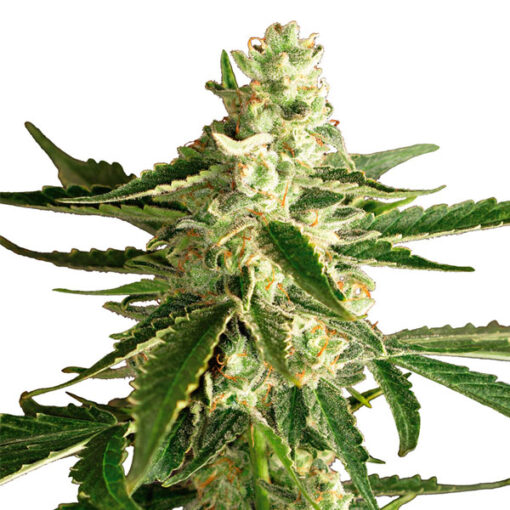 Auto White Diesel Haze fem. White Label