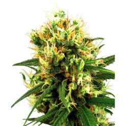 Auto White Haze fem. White Label