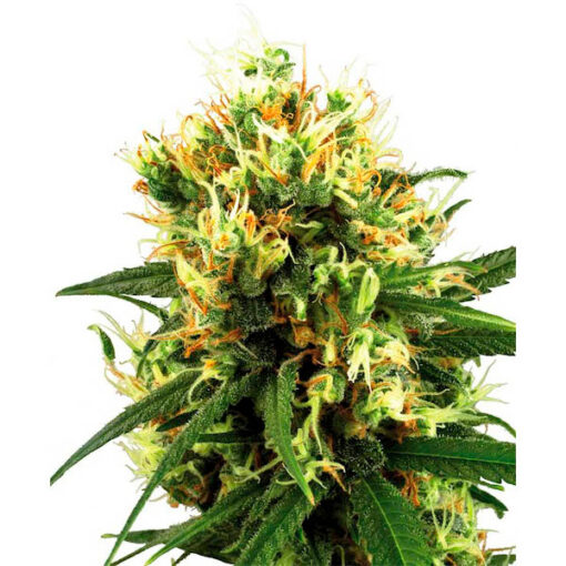 Auto White Haze fem. White Label