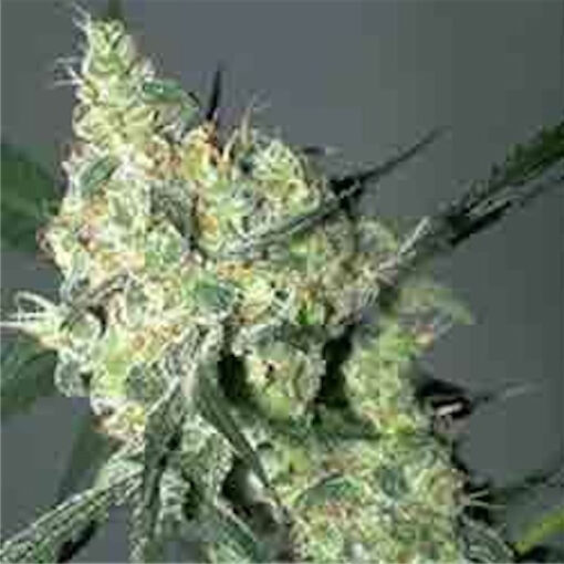 Auto White Russian fem. Serious Seeds