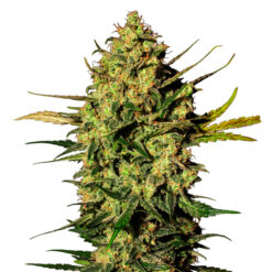 Auto White Skunk fem. White Label