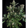 Auto White Widow fem. Pyramid Seeds