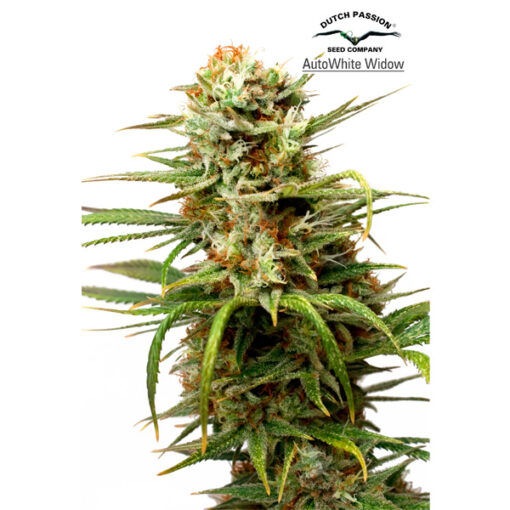 Auto White Widow fem. Dutch Passion