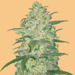 Auto White Widow fem. FastBuds Seeds