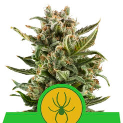 Auto White Widow fem. Royal Queen
