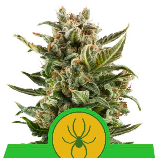 Auto White Widow fem. Royal Queen