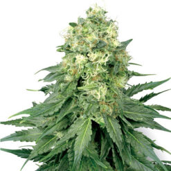 Auto White Widow fem. White Label
