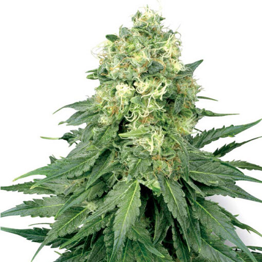 Auto White Widow fem. White Label