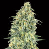 Auto White Widow XXL fem. 00 Seeds