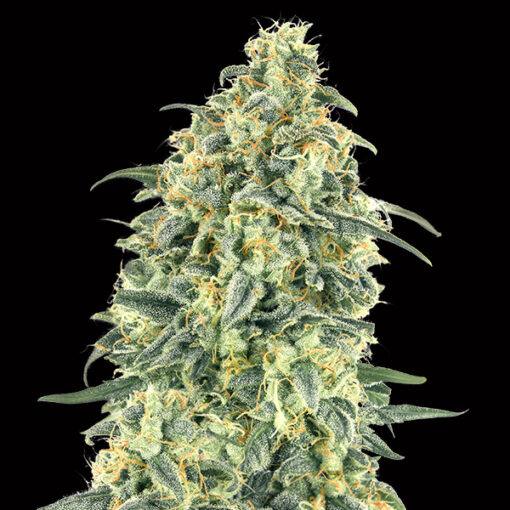 Auto White Widow XXL fem. 00 Seeds