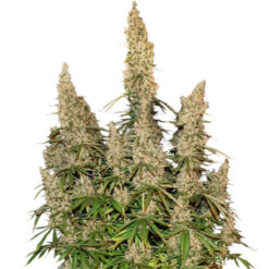 Auto White Widow fem. Seedstockers