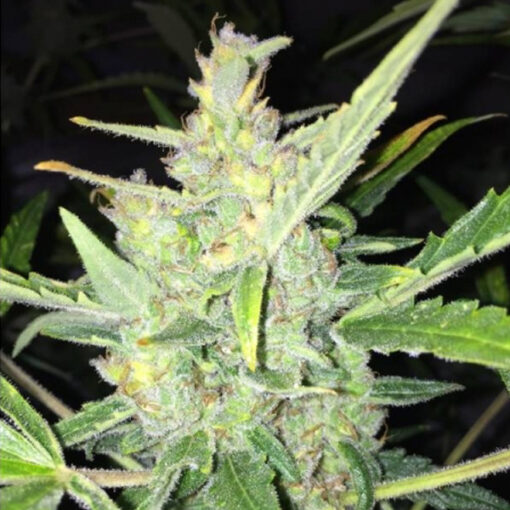 Auto White Widow x Big Bud fem. Female Seeds