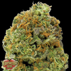 Auto Wipeout Express fem. Heavyweight Seeds