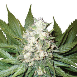 Auto Wonder Woman fem. Nirvana