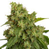 Auto Xtreme fem. Dutch Passion