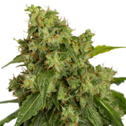 Auto Xtreme fem. Dutch Passion