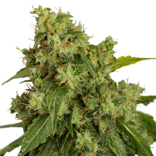 Auto Xtreme fem. Dutch Passion