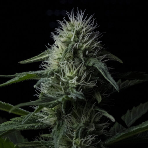 Auto Z Valley fem. Positronics Seeds