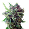 Auto Zamaldelica fem. Ace Seeds