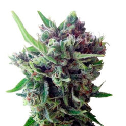 Auto Zamaldelica fem. Ace Seeds