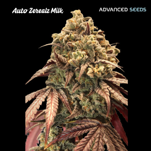 Auto Zerealz Milk fem. Advanced Seeds
