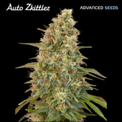 Auto Zkittlez fem. Advanced Seeds
